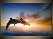 galeria-delfin-skok_delfina-1358A_1B.jpg