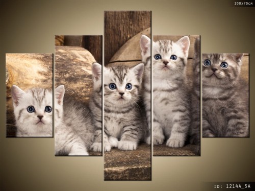 canvas_print-kot-koty_brytyjskie-1214A_5A.jpg